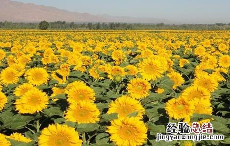 向日葵原因分析 造成向日葵减产的原因