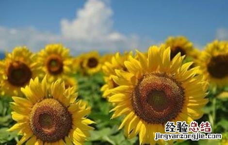 向日葵原因分析 造成向日葵减产的原因