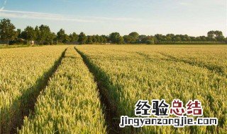 小麦营养价值及功效与作用 小麦的详细营养成分及功效