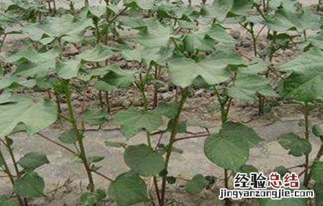 棉花种植前准备工作流程 棉花种植前准备工作