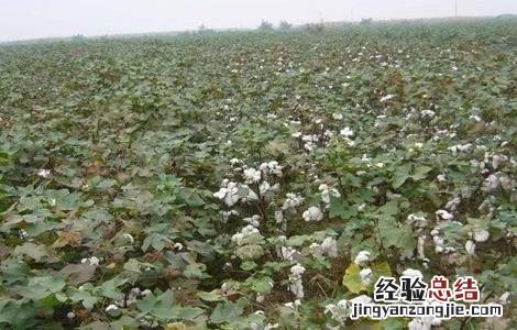 棉花种植前准备工作流程 棉花种植前准备工作