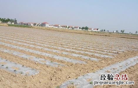 棉花种植前准备工作流程 棉花种植前准备工作