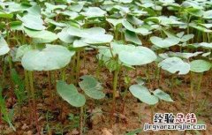 棉花种植前准备工作流程 棉花种植前准备工作