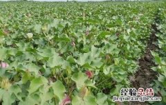 棉花花铃期如何管理 棉花花铃期水肥管理