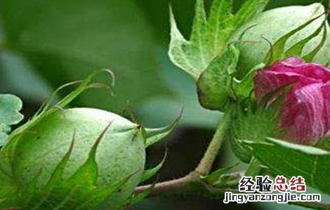 棉花花铃期如何管理 棉花花铃期水肥管理