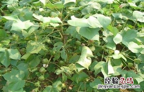 棉花花铃期如何管理 棉花花铃期水肥管理