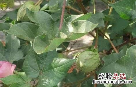 棉花花铃期如何管理 棉花花铃期水肥管理