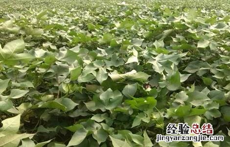 水稻贪青晚熟怎么办 棉花贪青晚熟怎么办