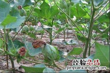 水稻贪青晚熟怎么办 棉花贪青晚熟怎么办