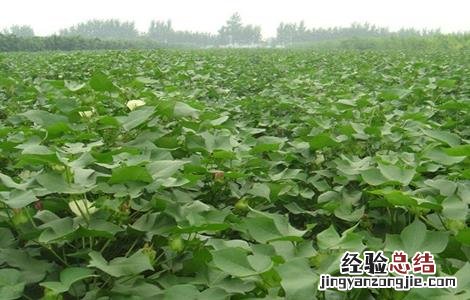 水稻贪青晚熟怎么办 棉花贪青晚熟怎么办