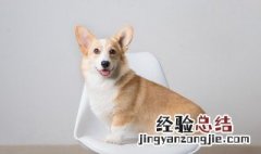 貂不足狗尾续的意思 貂不足狗尾续是什么意思