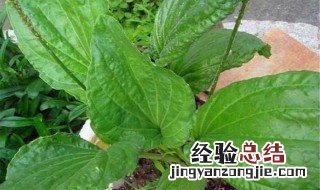 车前草如何治疗痛风 车前草如何能治疗痛风