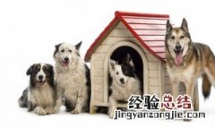 梦到一群狗啥意思 梦到一群狗什么意思