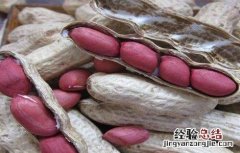 花生种子的发芽率 影响花生种子发芽因素有哪些