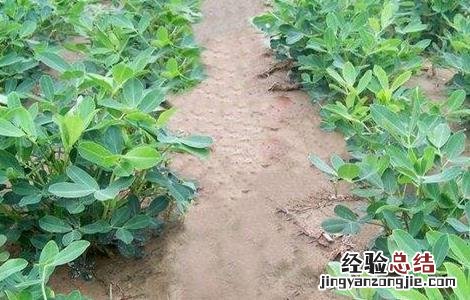 秋花生高产种植技术 秋花生高产种植新技术