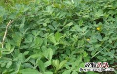 秋花生高产种植技术 秋花生高产种植新技术