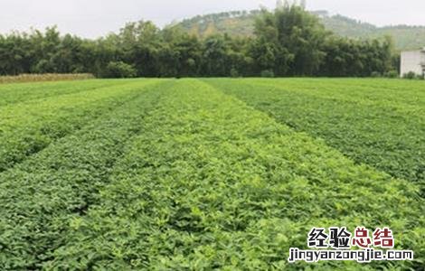 秋花生高产种植技术 秋花生高产种植新技术