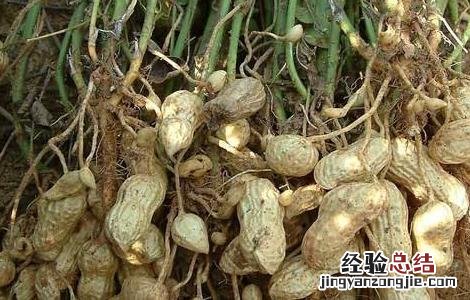 花生开花期的管理 花生开花结果期该如何管理