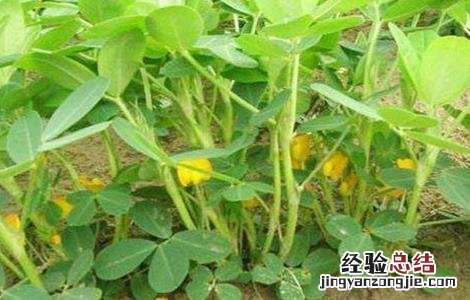 花生开花期的管理 花生开花结果期该如何管理