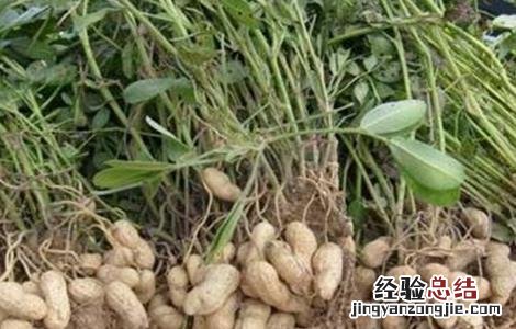 花生开花期的管理 花生开花结果期该如何管理