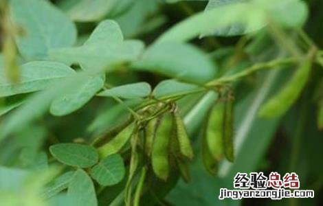 大豆空荚的原因是什么 大豆空荚的原因是什么意思