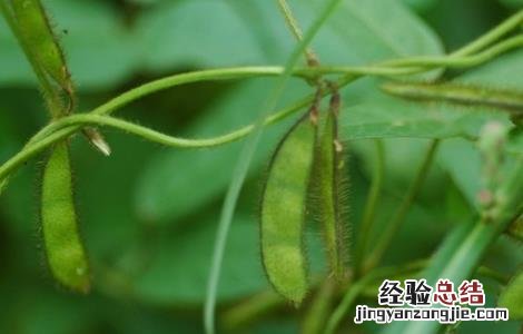 大豆空荚的原因是什么 大豆空荚的原因是什么意思