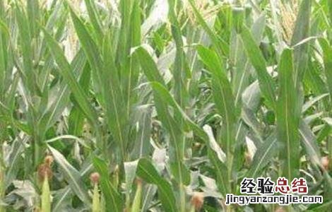 玉米抽穗期田间管理 玉米穗期管理方法