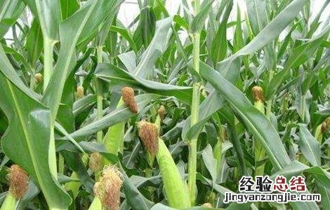 玉米抽穗期田间管理 玉米穗期管理方法