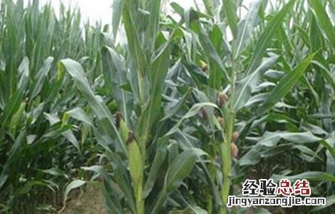 玉米抽穗期田间管理 玉米穗期管理方法