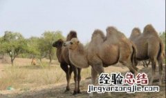 沙漠之舟对应的动物是什么 沙漠之舟是什么动物