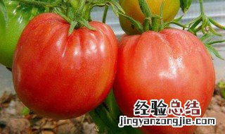 西红柿营养价值及功效与作用及禁忌 西红柿营养价值及功效与作用