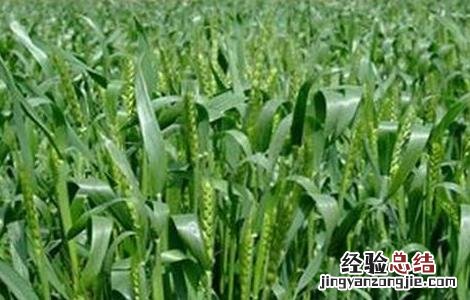 冬小麦生长旺盛季节 冬小麦旺长原因