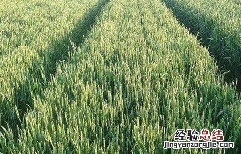 冬小麦生长旺盛季节 冬小麦旺长原因