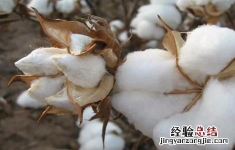 影响棉花纤维品质的因素有哪些 影响棉花纤维品质的因素有哪些呢
