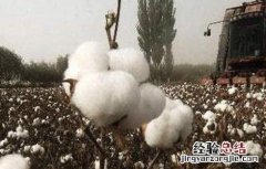 影响棉花纤维品质的因素有哪些 影响棉花纤维品质的因素有哪些呢