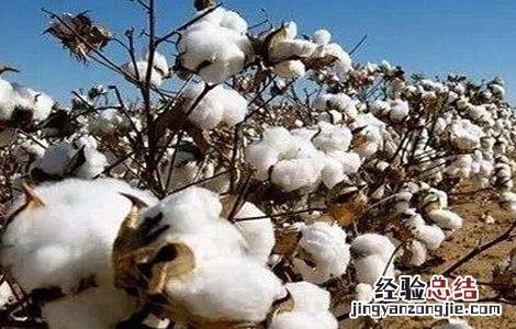 影响棉花纤维品质的因素有哪些 影响棉花纤维品质的因素有哪些呢
