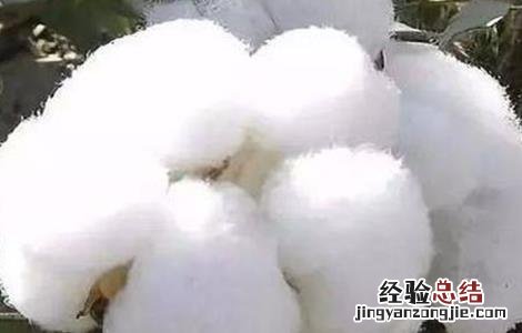 影响棉花纤维品质的因素有哪些 影响棉花纤维品质的因素有哪些呢