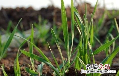 冬小麦怎样管理 冬小麦怎样管理才能成熟