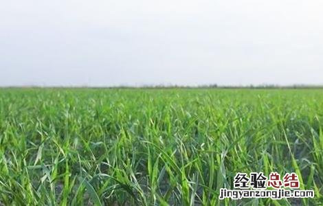 冬小麦怎样管理 冬小麦怎样管理才能成熟