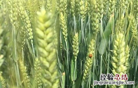 冬小麦怎样管理 冬小麦怎样管理才能成熟