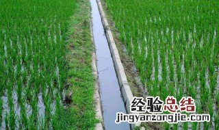 水稻种子发芽的条件是 水稻种子发芽的条件