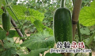 节瓜的功效与作用 节瓜的功效与作用简单介绍