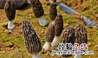 羊肚菌哪些人不宜吃 答案在下面