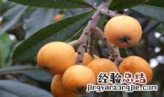 枇杷果哪些人不能吃 什么人不适宜吃枇杷果？