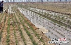 小麦用浇过冬水吗 如何浇好小麦越冬水