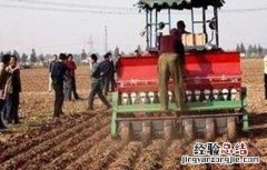 小麦种得太深弱苗怎么办 小麦播种过深该如何补救