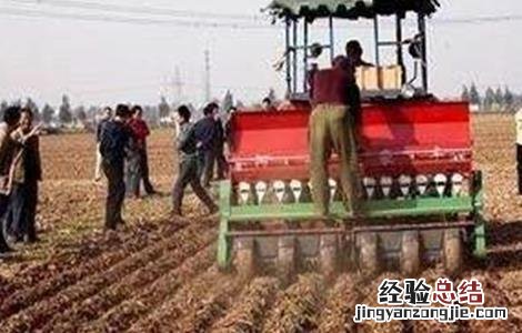 小麦种得太深弱苗怎么办 小麦播种过深该如何补救
