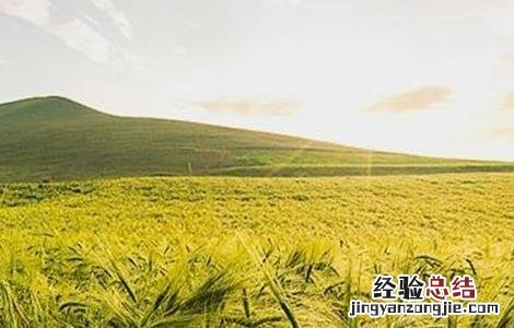 青稞高产栽培技术培训计划 青稞高产栽培技术