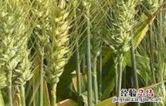 青稞高产栽培技术培训计划 青稞高产栽培技术