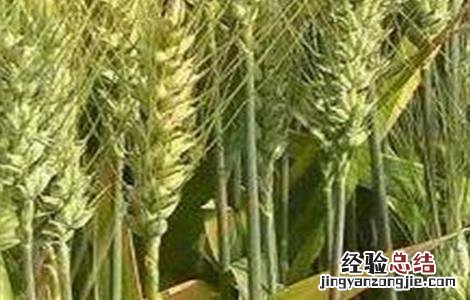 青稞高产栽培技术培训计划 青稞高产栽培技术